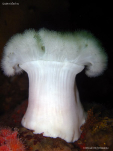 Giant plumose anemone. Quadra Island, BC. Canon Ixus 980. by Bea & Stef Primatesta 